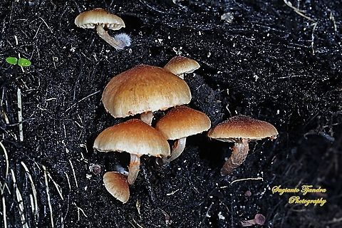 Mushrooms  Geotagged,Indonesia,Summer