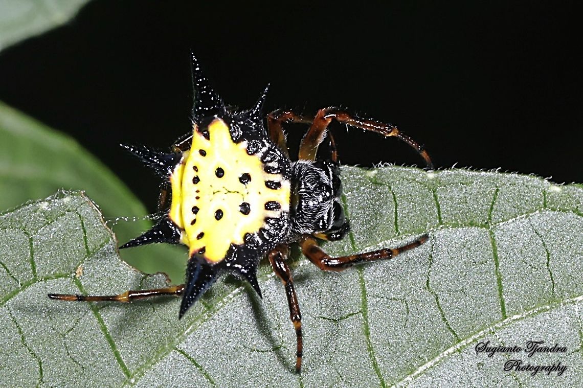 Hasselt's spiny spider, Gasteracantha hasselti, Araneidae Sp.  Gasteracantha hasselti,Geotagged,Hasselt's spiny spider,Indonesia,Summer