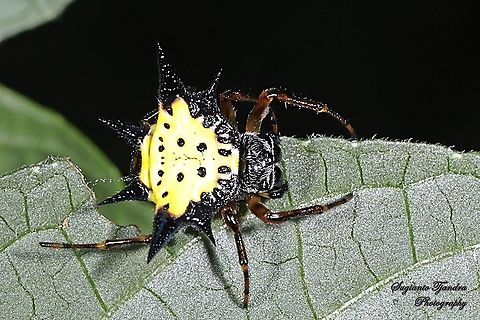 Hasselt's spiny spider, Gasteracantha hasselti, Araneidae Sp.  Gasteracantha hasselti,Geotagged,Hasselt's spiny spider,Indonesia,Summer