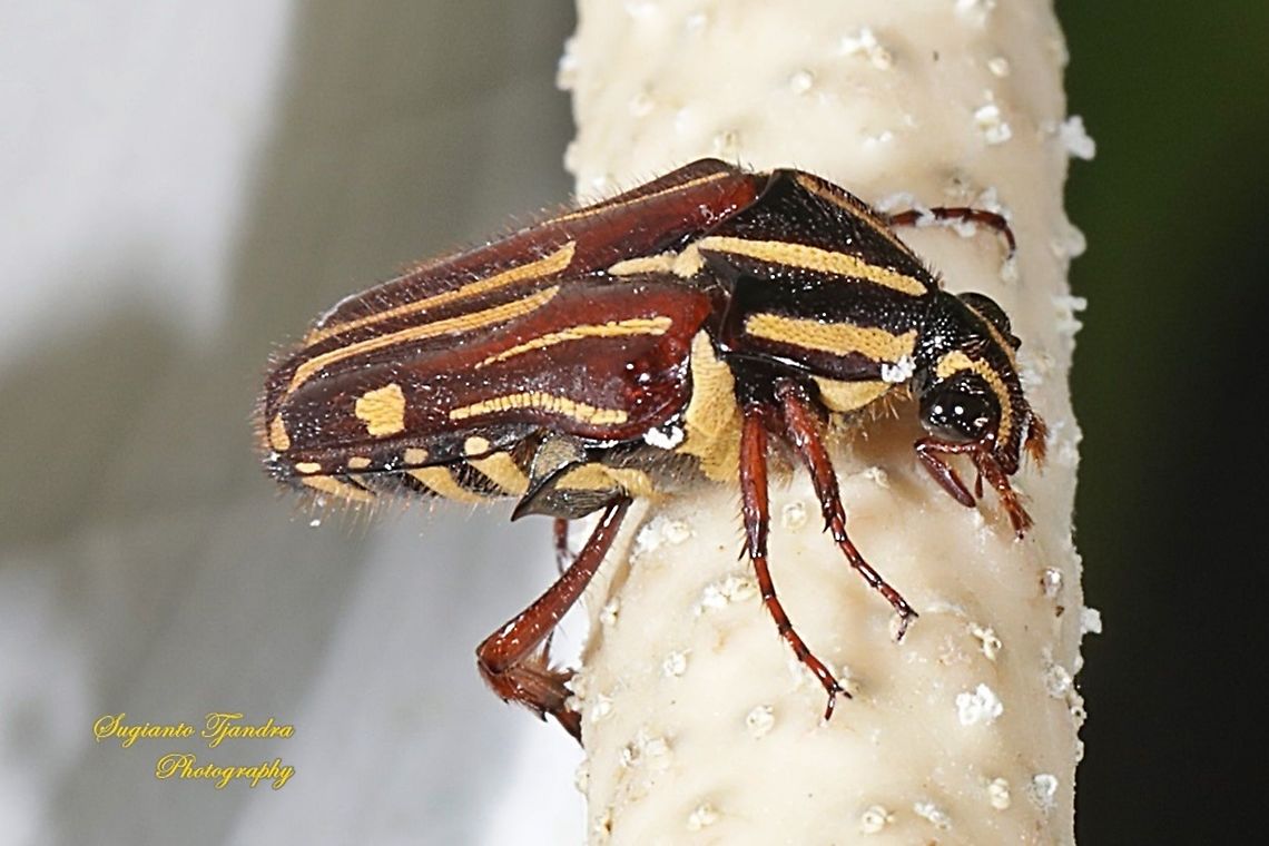 Euselates Flower Beetle, family Scarabaeidae  Geotagged,Indonesia,Summer