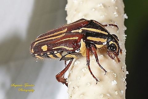 Euselates Flower Beetle, family Scarabaeidae  Geotagged,Indonesia,Summer