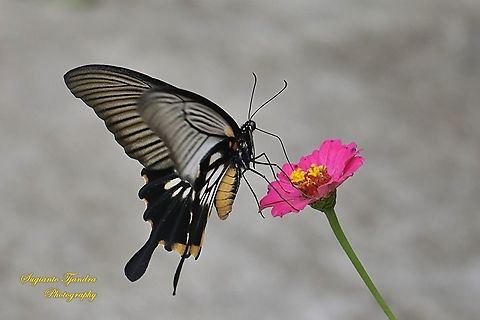 Great Mormon Swallowtail Butterfly, Papilio memnon, (Papilionidae) - female "sucking nectar on the Zinnia flower"  Geotagged,Great Mormon,Indonesia,Papilio memnon,Summer