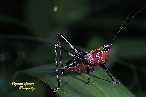Red bush-cricket/Katydid, Conocephalus melanus, Tettigoniidae Sp.  Conocephalus melanus,Geotagged,Indonesia,Summer