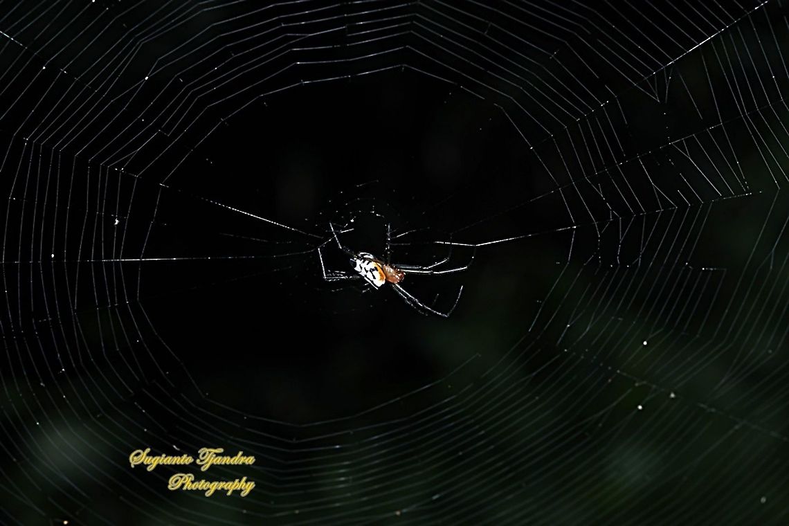 The pear-shaped leucauge Spider, Opadometa fastigata, family Tetragnathidae  Geotagged,Indonesia,Opadometa fastigata,Pear-shaped Leucauge,Summer