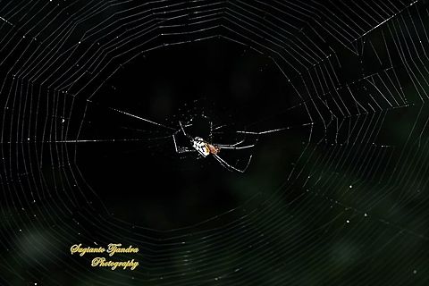 The pear-shaped leucauge Spider, Opadometa fastigata, family Tetragnathidae  Geotagged,Indonesia,Opadometa fastigata,Pear-shaped Leucauge,Summer