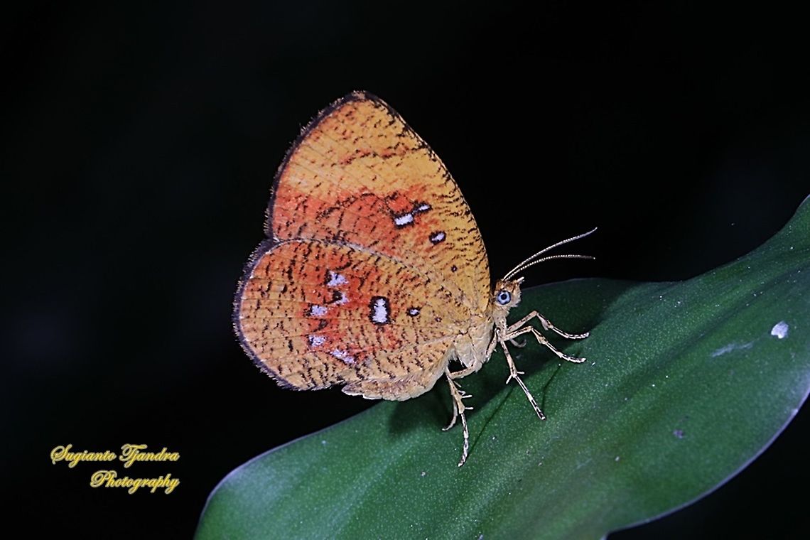 Callidula Moth, Callidula sakuni sakuni (family Callidulidae)  Callidula sakuni,Geotagged,Indonesia,Summer