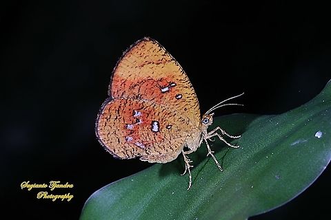 Callidula Moth, Callidula sakuni sakuni (family Callidulidae)  Callidula sakuni,Geotagged,Indonesia,Summer