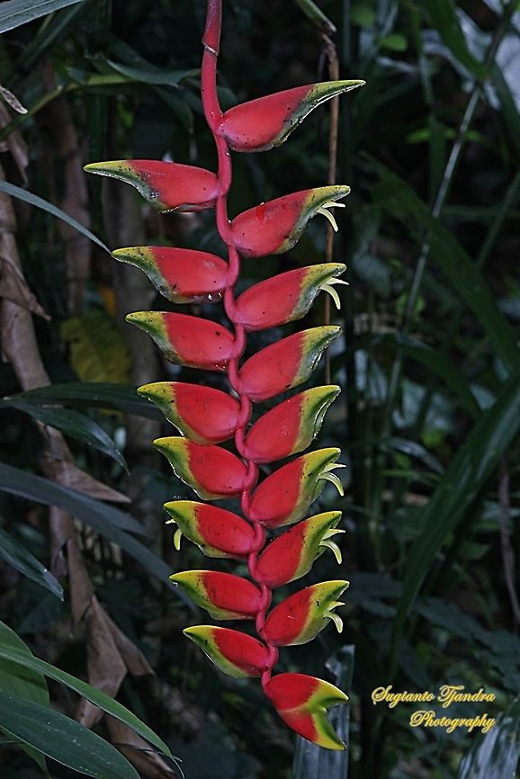 Hanging lobster claw flower, Heliconia rostrata West Java, Indonesia  Geotagged,Heliconia rostrata,Indonesia,Lobster Claw,Summer