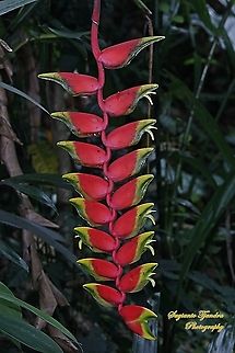 Hanging lobster claw flower, Heliconia rostrata West Java, Indonesia  Geotagged,Heliconia rostrata,Indonesia,Lobster Claw,Summer