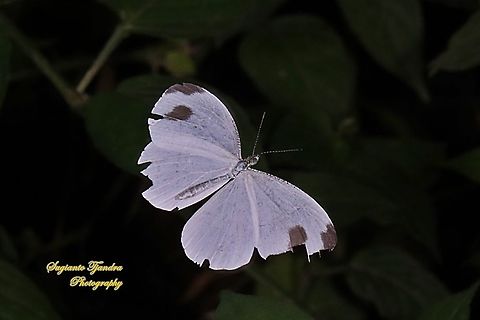 Leptosia nina chlorographa, the psyche "The flying fairy"  Geotagged,Indonesia,Leptosia nina,Psyche,Summer