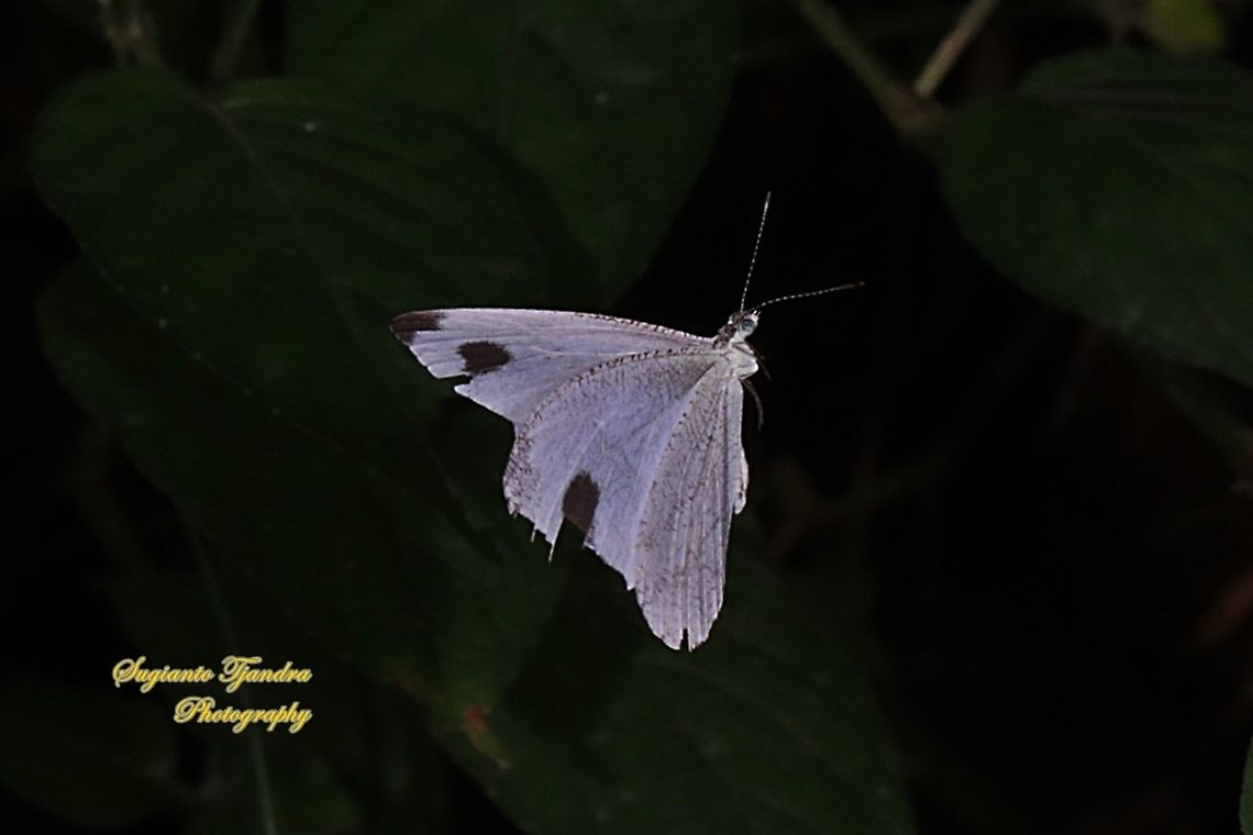 Leptosia nina chlorographa, the psyche "The flying fairy"  Geotagged,Indonesia,Leptosia nina,Psyche,Summer