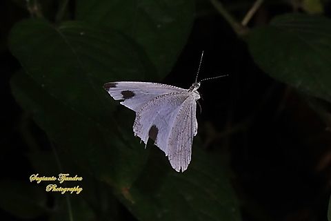 Leptosia nina chlorographa, the psyche "The flying fairy"  Geotagged,Indonesia,Leptosia nina,Psyche,Summer