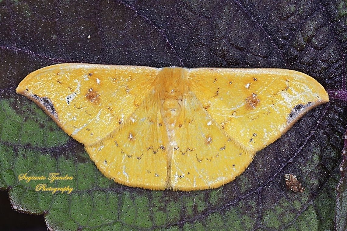 Hooktip Moth, Tridrepana sp., Drapanidae  Geotagged,Indonesia,Summer,Tridrepana fulvata