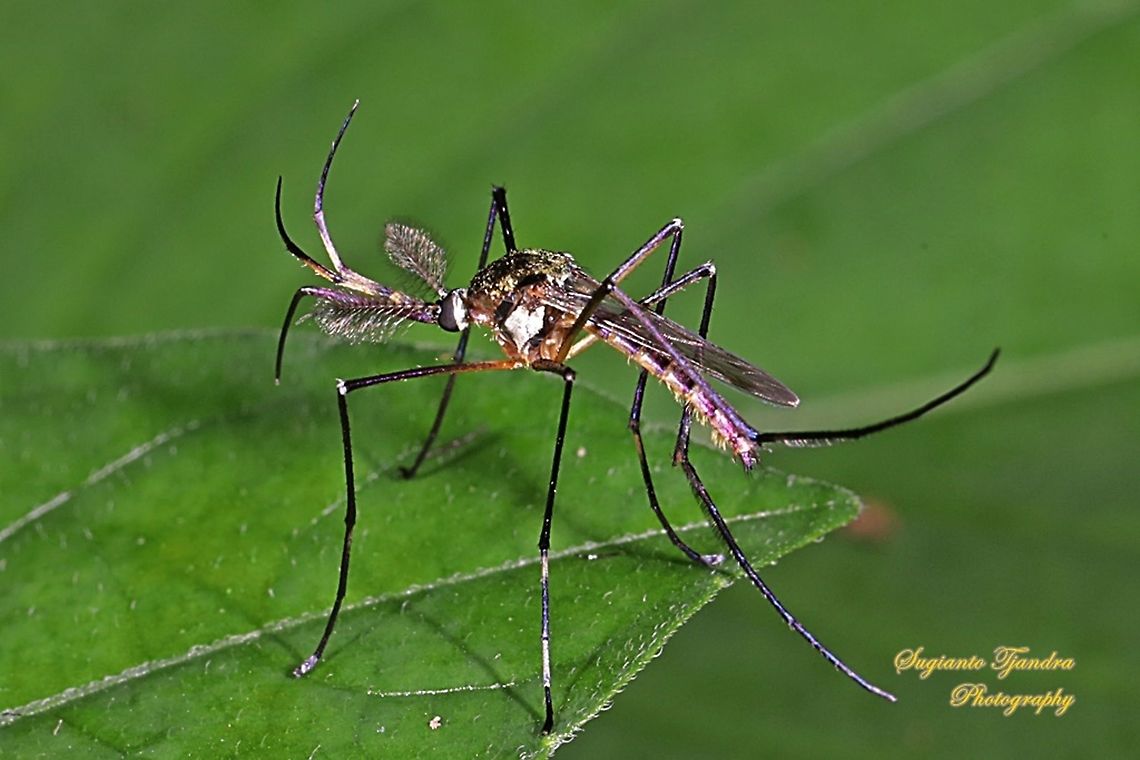 Elephant mosquito, Toxorhynchites Sp.  Geotagged,Indonesia,Summer