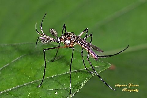 Elephant mosquito, Toxorhynchites Sp.  Geotagged,Indonesia,Summer