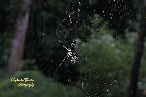 Golden orb-web spider, Nephila Pilipes w/prey  Geotagged,Giant Golden Orbweaver,Indonesia,Nephila pilipes,Summer