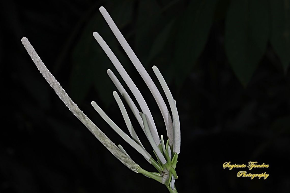 Flower of Piper peltatum, (Family Piperaceae)  Cordoncillo,Geotagged,Indonesia,Piper peltatum,Summer