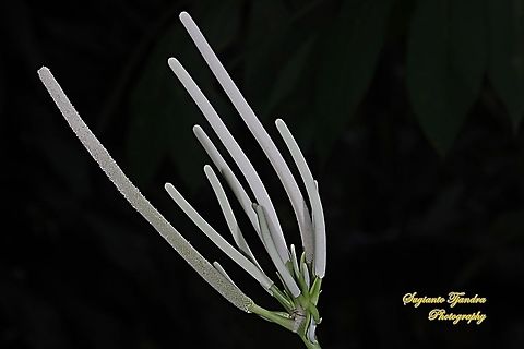 Flower of Piper peltatum, (Family Piperaceae)  Cordoncillo,Geotagged,Indonesia,Piper peltatum,Summer