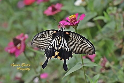 Great Mormon Swallowtail Butterfly, Papilio memnon, (Papilionidae) - female "flying onto the Zinnia flower"  Geotagged,Great Mormon,Indonesia,Papilio memnon,Summer
