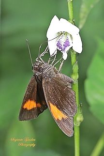 Skipper Butterfly, The Bright Red Velvet Bob, Koruthaialos sindu "sucking nectar on the Chinese Violet Weed flower, Asystasia gangetica"  Bright red velvet bob,Geotagged,Indonesia,Koruthaialos sindu,Summer