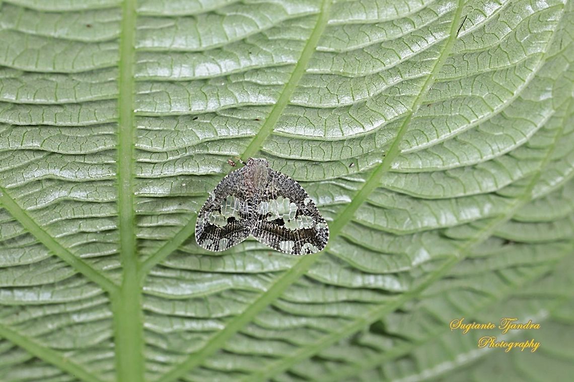 Ricaniid Planthopper, Ricania speculum, Ricaniidae  Geotagged,Indonesia,Ricania speculum,Ricaniid Planthopper,Summer