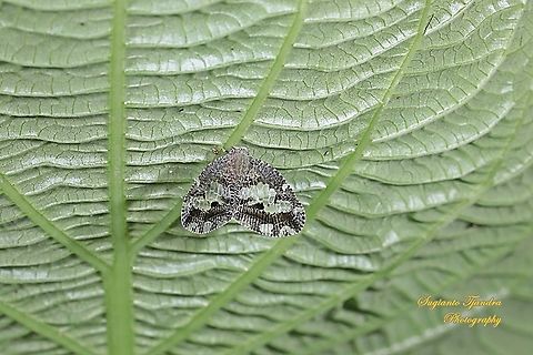 Ricaniid Planthopper, Ricania speculum, Ricaniidae  Geotagged,Indonesia,Ricania speculum,Ricaniid Planthopper,Summer