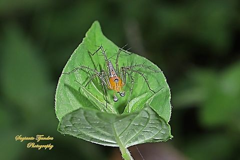 Lynx Spider, Oxyopidae sp. - Male  Geotagged,Indonesia,Summer