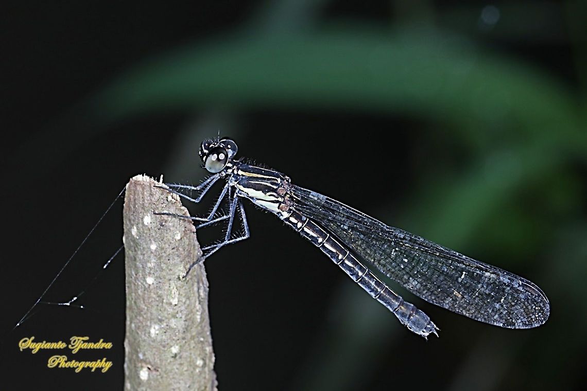 Jewel damselfly/Rhinocypha fenestrata, family Chlorocyphidae - female  Geotagged,Indonesia,Rhinocypha Fenestrata,Rhinocypha fenestrata,Summer