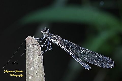 Jewel damselfly/Rhinocypha fenestrata, family Chlorocyphidae - female  Geotagged,Indonesia,Rhinocypha Fenestrata,Rhinocypha fenestrata,Summer