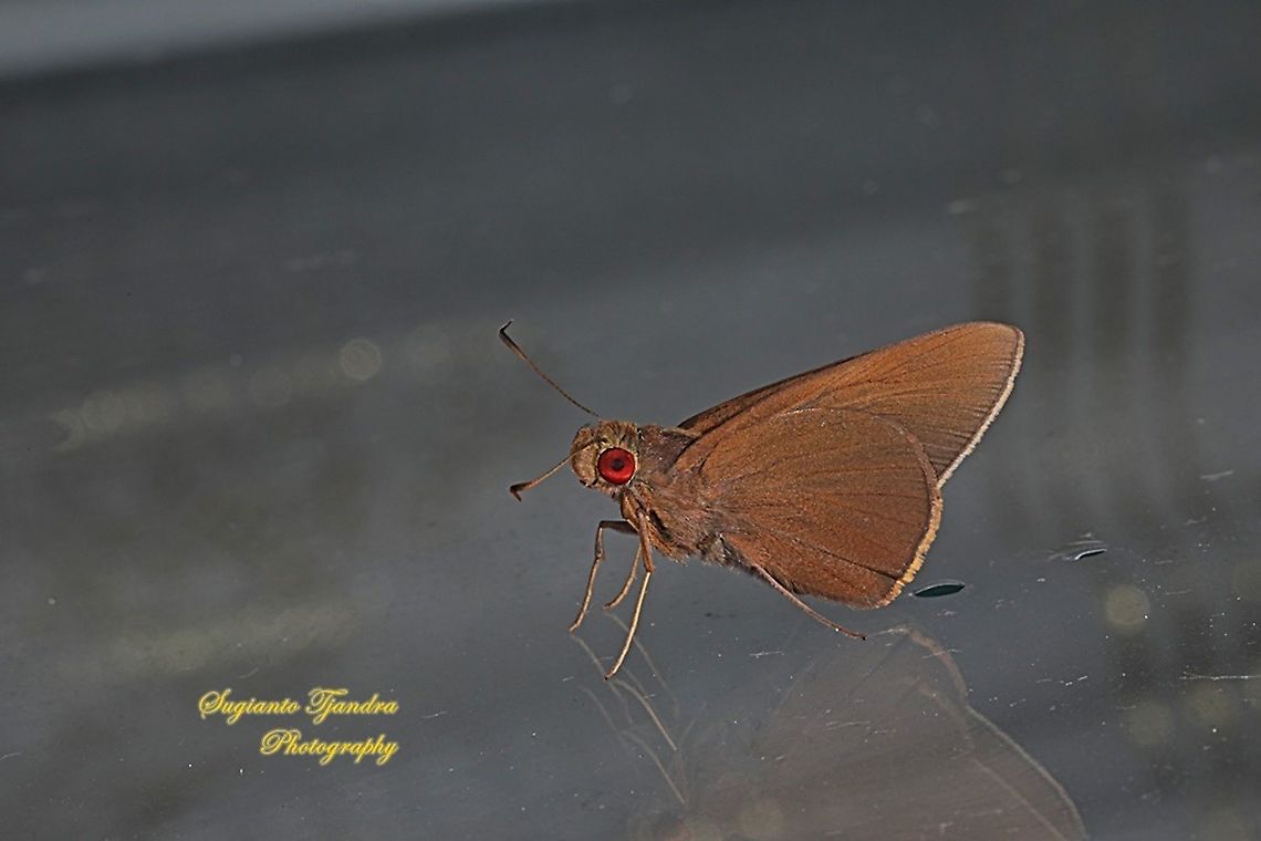 Skipper Butterfly, the grey-brand redeye (Matapa druna)  Geotagged,Indonesia,Summer