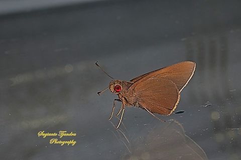 Skipper Butterfly, the grey-brand redeye (Matapa druna)  Geotagged,Indonesia,Summer