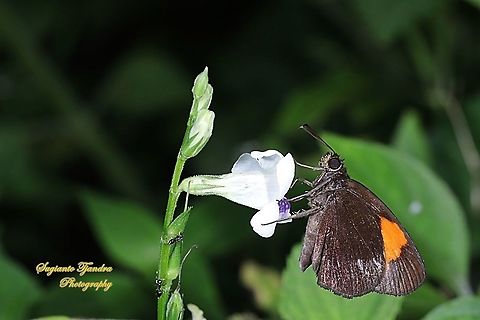 Skipper Butterfly, The Bright Red Velvet Bob, Koruthaialos sindu "sucking nectar on the Chinese Violet Weed flower, Asystasia gangetica"  Bright red velvet bob,Geotagged,Indonesia,Koruthaialos sindu,Summer