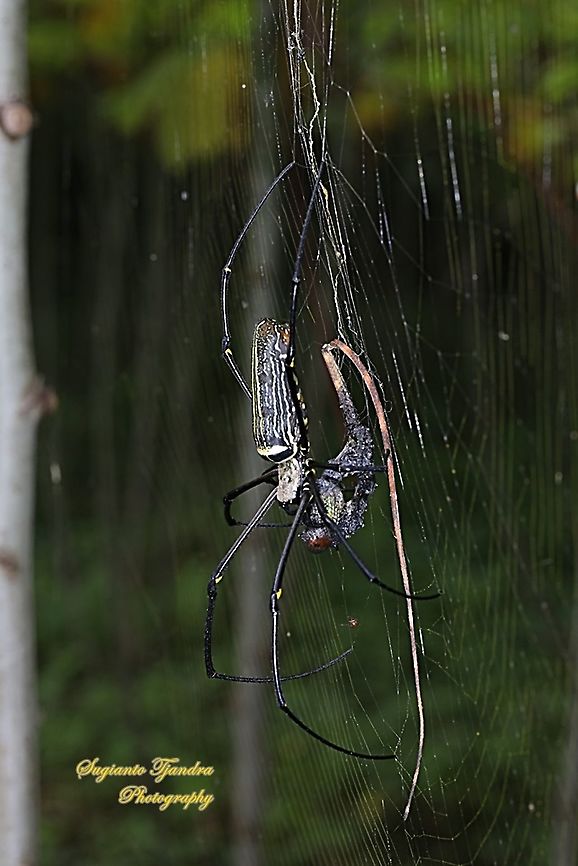 Golden orb-web spider, Nephila Pilipes w/prey  Geotagged,Giant Golden Orbweaver,Indonesia,Nephila pilipes,Summer