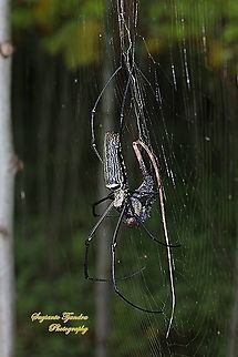 Golden orb-web spider, Nephila Pilipes w/prey  Geotagged,Giant Golden Orbweaver,Indonesia,Nephila pilipes,Summer