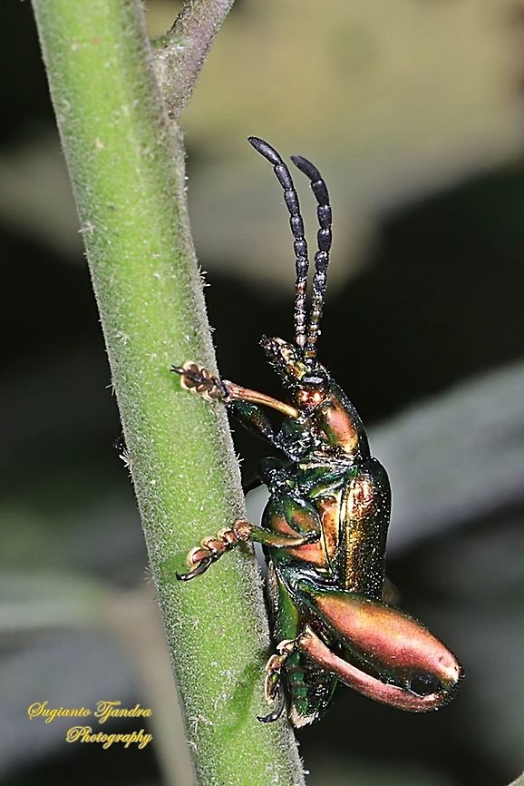 Frog-legged leaf beetle (Sagra femorata Sp.)  Geotagged,Indonesia,Sagra femorata,Summer