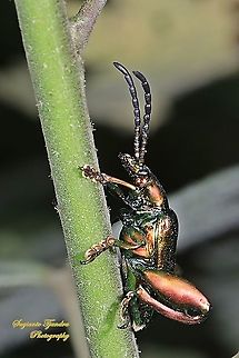 Frog-legged leaf beetle (Sagra femorata Sp.)  Geotagged,Indonesia,Sagra femorata,Summer