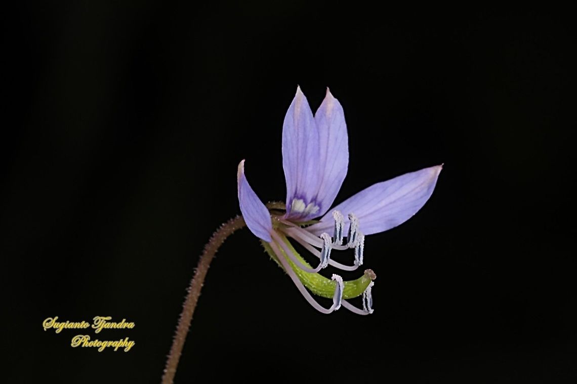 Purple Cleome, Cleome rutidosperma  Geotagged,Indonesia,Summer