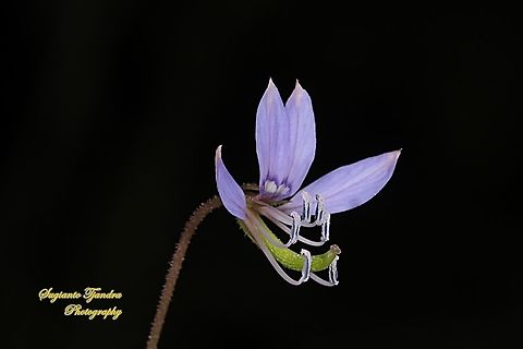 Purple Cleome, Cleome rutidosperma  Geotagged,Indonesia,Summer