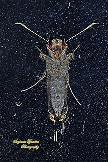 Skipper Butterfly, the grey-brand redeye (Matapa druna) - "Behind the window glass"  Geotagged,Indonesia,Matapa druna,Summer