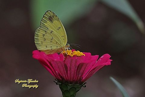 Three-spot grass yellow, Eurema blanda blanda "sucking nectar in the Zinnia Flower"  Eurema blanda,Geotagged,Indonesia,Summer,Three-spot grass yellow