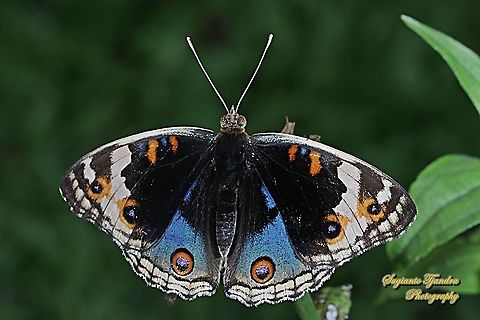 Blue Pansy Butterfly, Junonia orithya - upperside "male"  Geotagged,Indonesia,Junonia orithya,Summer