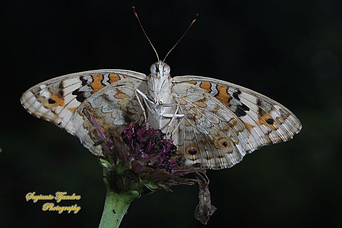 Blue Pansy Butterfly, Junonia orithya - underside "male"  Geotagged,Indonesia,Junonia orithya,Summer
