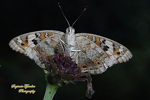 Blue Pansy Butterfly, Junonia orithya - underside "male"  Geotagged,Indonesia,Junonia orithya,Summer