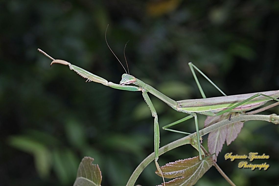 Praying Mantis/Giant Asian Mantis, Hierodula Sp  Geotagged,Indonesia,Summer