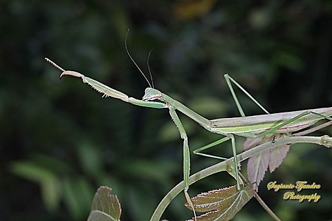 Praying Mantis/Giant Asian Mantis, Hierodula Sp  Geotagged,Indonesia,Summer