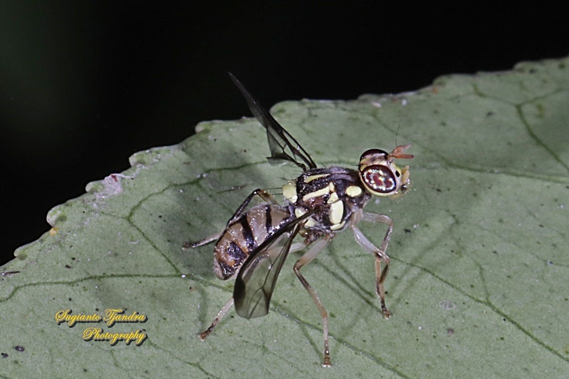 Oriental fruit fly, Bactrocera Dorsalis  Bactrocera dorsalis,Geotagged,Indonesia,Oriental Fruit Fly,Summer