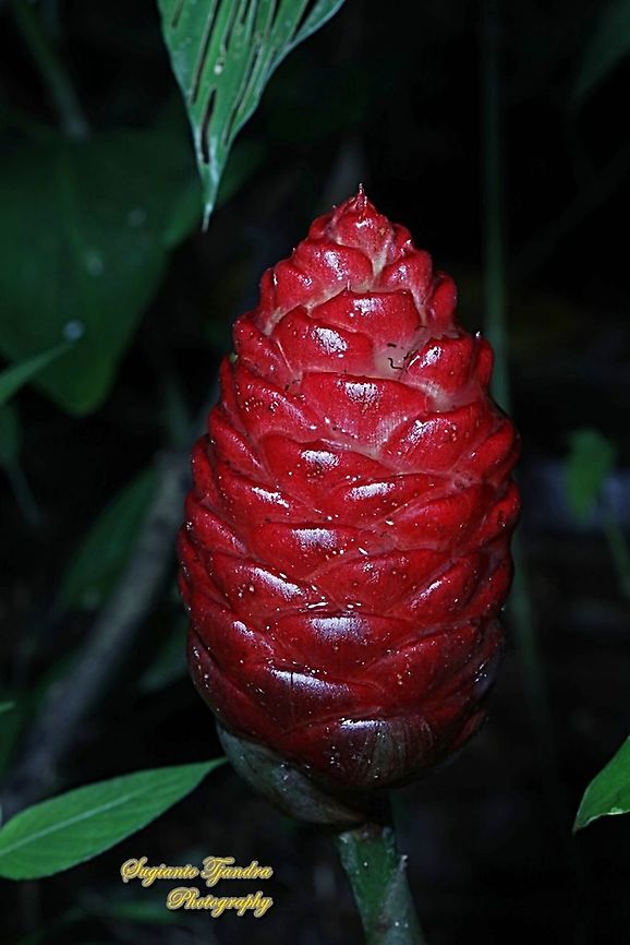Flower of Lempuyang/bitter ginger, Zingiber Zerumbet  Awapuhi,Geotagged,Indonesia,Summer,Zingiber zerumbet