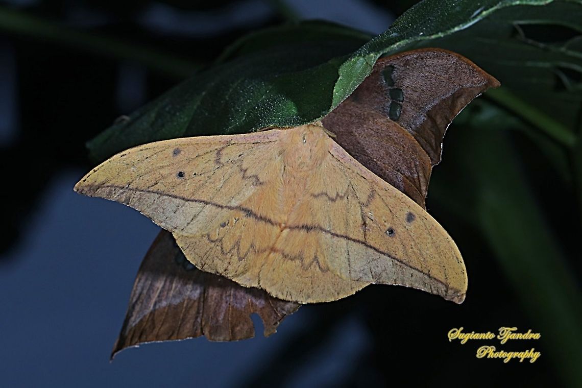 Cricula silkmoth, Cricula trifenestrata - Male "mating"  Cricula Silkmoth,Cricula trifenestrata,Geotagged,Indonesia,Summer