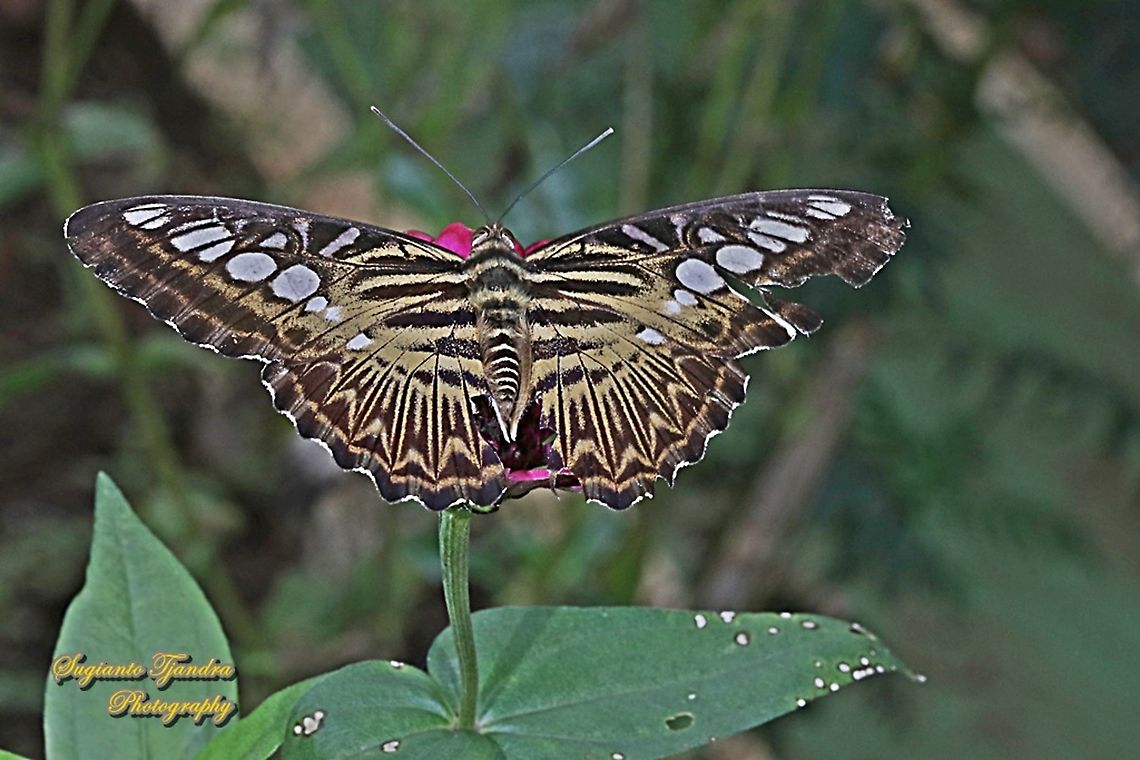 The clipper, Parthenos sylvia sylvia  Clipper,Geotagged,Indonesia,Parthenos sylvia,Summer