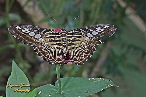 The clipper, Parthenos sylvia sylvia  Clipper,Geotagged,Indonesia,Parthenos sylvia,Summer